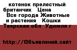 котенок прелестный британчик › Цена ­ 12 000 - Все города Животные и растения » Кошки   . Тверская обл.,Удомля г.